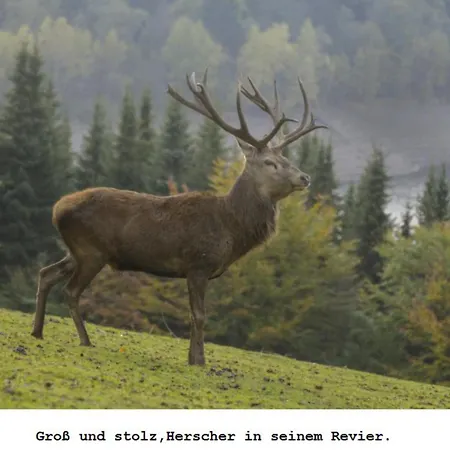 Gross A Διαμέρισμα *