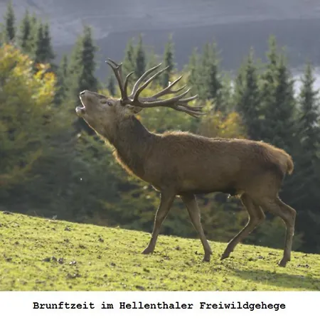 Gross A Διαμέρισμα