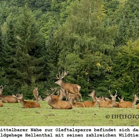 Διαμέρισμα Gross A Schleiden