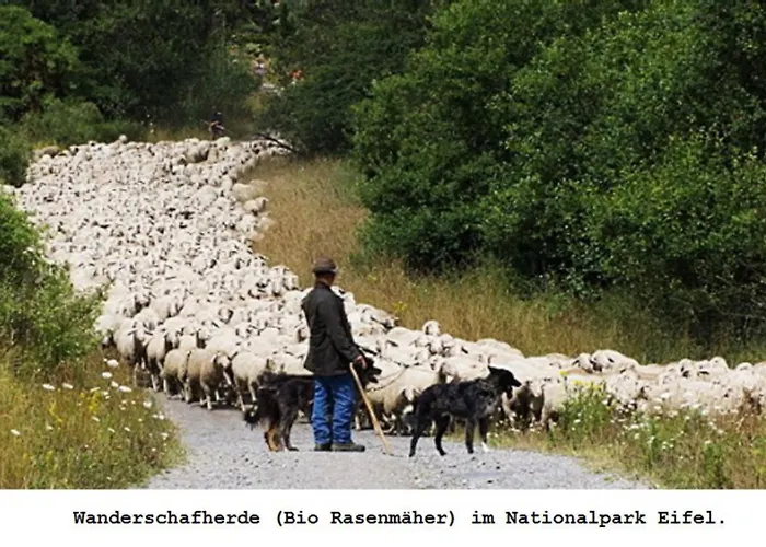 Daire Gross A Schleiden