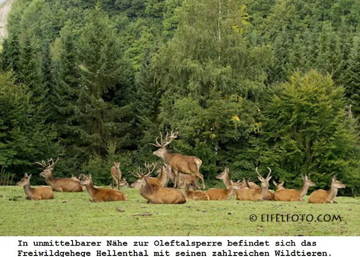 Daire Gross A Schleiden